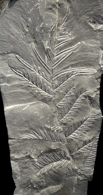 Alethopteris lonchitica